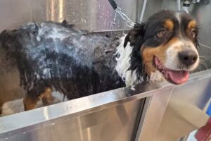 Hundesalon &bdquo;Die Fellwerkstatt&ldquo;