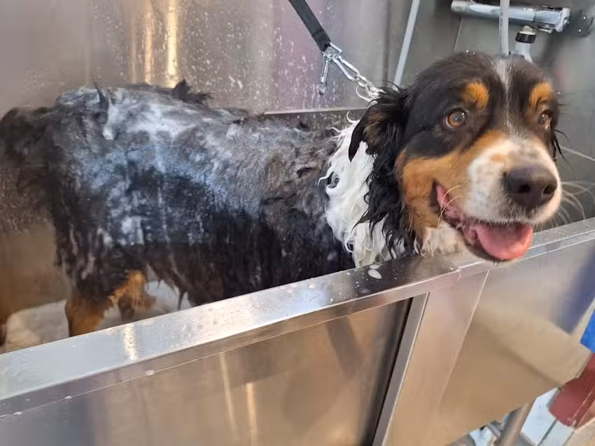 Hundesalon &bdquo;Die Fellwerkstatt&ldquo;