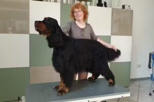 Hundesalon Eggers