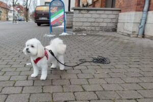 Hundesalon Erfurt-Stotternheim