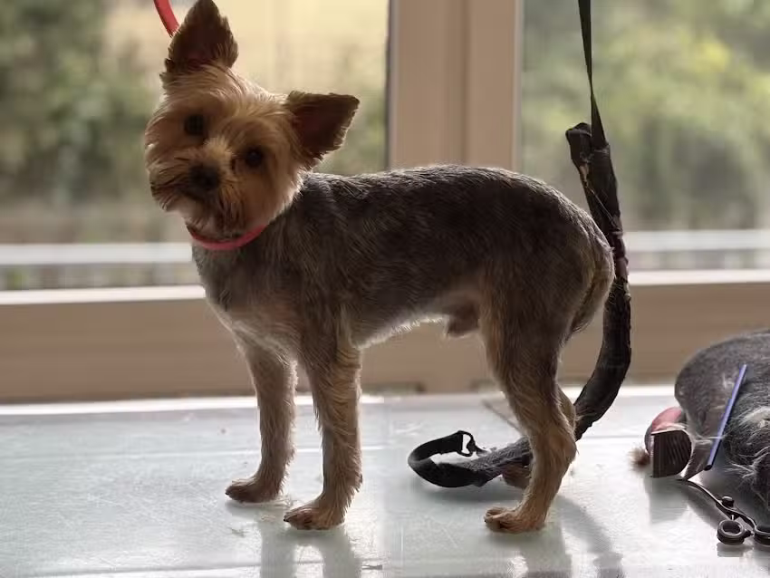 Hundesalon Fellatelier