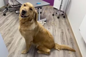 Hundesalon Fellglanz Dwergte