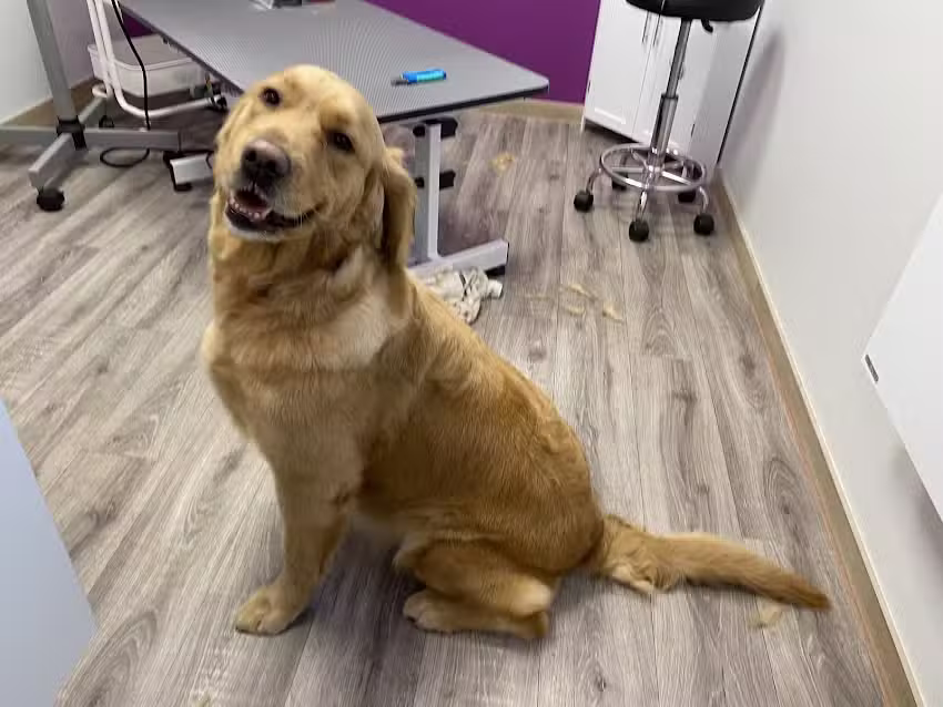 Hundesalon Fellglanz Dwergte