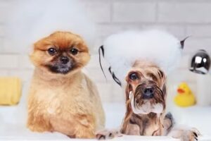 Hundesalon FellHarmonie Freising