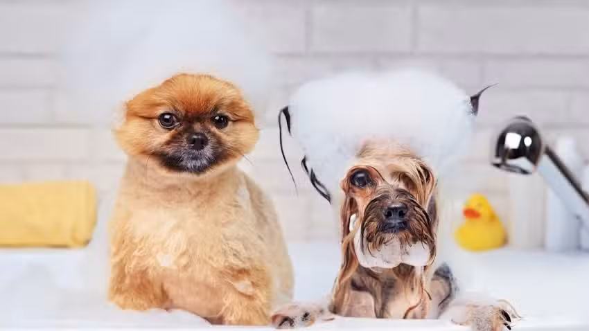 Hundesalon FellHarmonie Freising