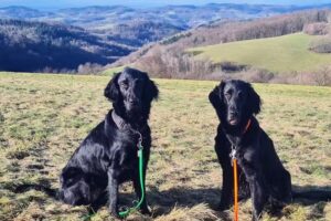 Hundesalon Fellverschönerei