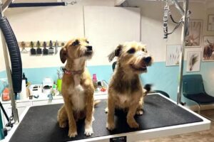 Hundesalon Fellwerft