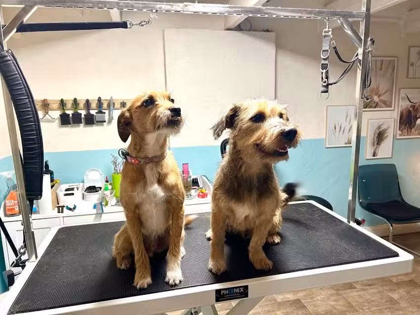 Hundesalon Fellwerft