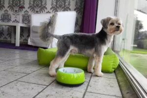 Hundesalon Fellwexel