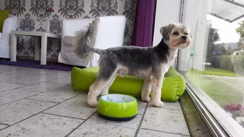 Hundesalon Fellwexel