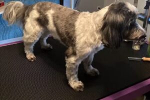 Hundesalon FellZauber feinraus