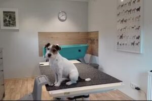 Hundesalon Flusensuse