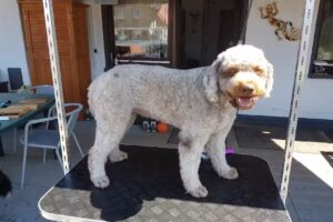 Hundesalon Frei Schnauze