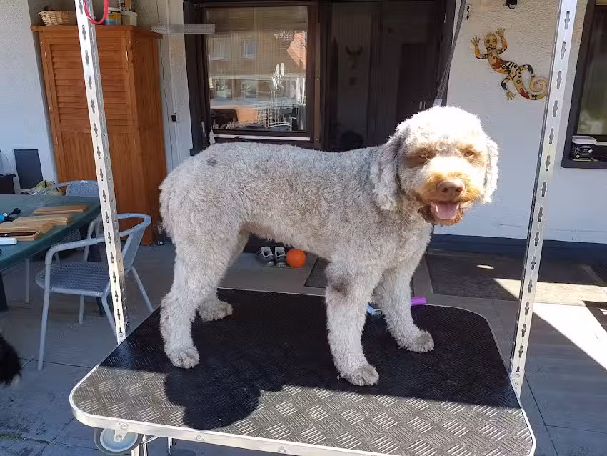 Hundesalon Frei Schnauze
