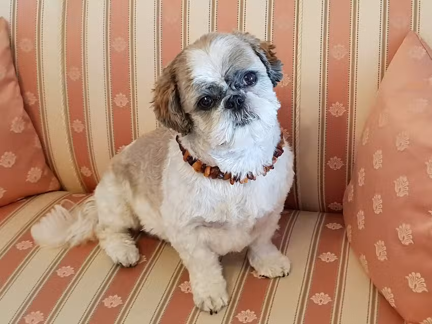 Hundesalon Friesian&rsquo;s