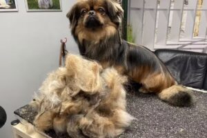 hundesalon herscheid