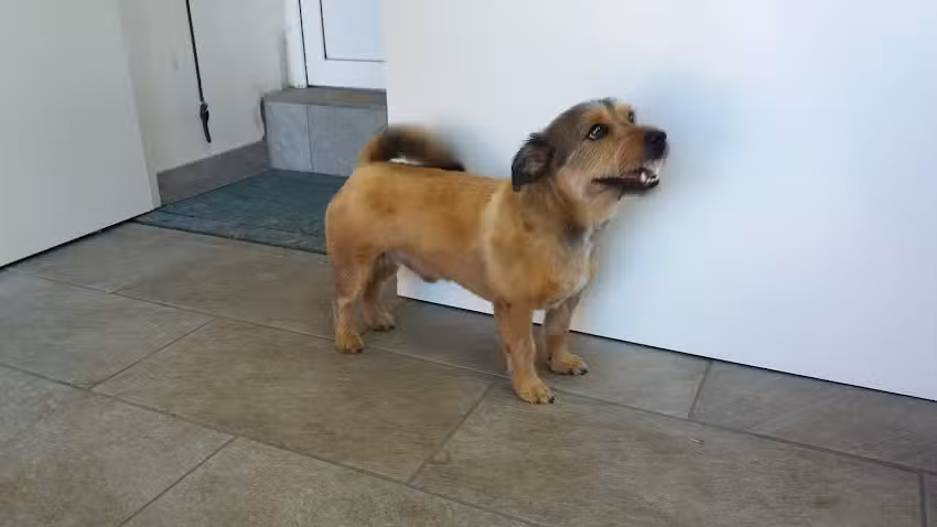 Hundesalon Hinrichsen Salon Westerrönfeld