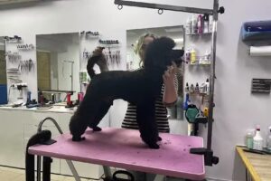 Hundesalon Hundefriseur The Good Groomer