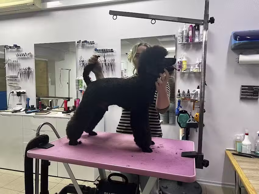 Hundesalon Hundefriseur The Good Groomer