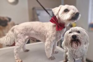 Hundesalon Issy´s goldene Pfote