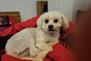 Hundesalon Kaiser-Schnitt