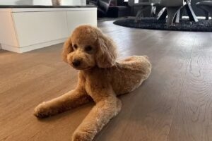 Hundesalon & Katzensalon Elsi