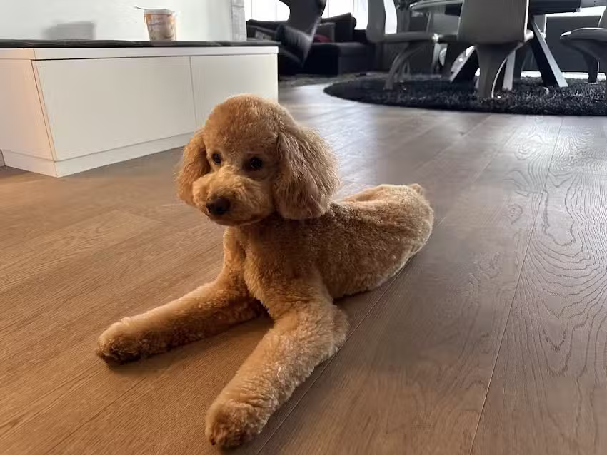 Hundesalon & Katzensalon Elsi