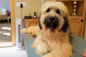 Hundesalon Kelheim – Fellness für Deinen Liebling!