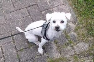 Hundesalon K&ouml;nnecke