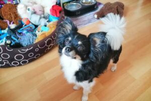 Hundesalon Lilli’s Perle