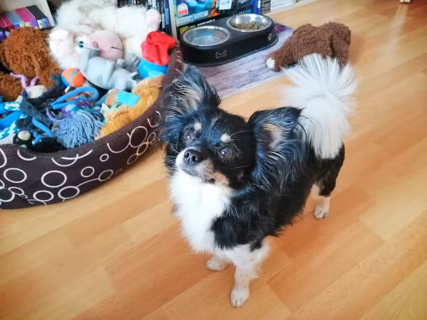 Hundesalon Lilli&rsquo;s Perle