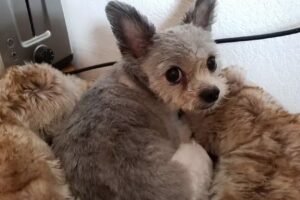 Hundesalon Lucky-Dog