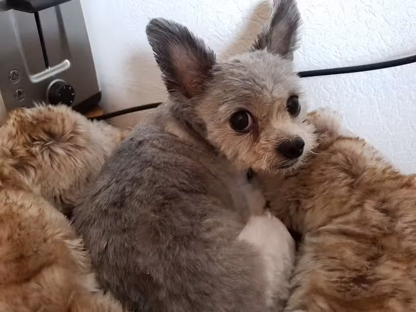 Hundesalon Lucky-Dog