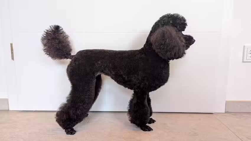 Hundesalon M&uuml;mlingblick