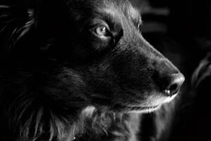 Hundesalon Petra Bettin