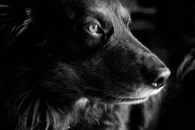 Hundesalon Petra Bettin