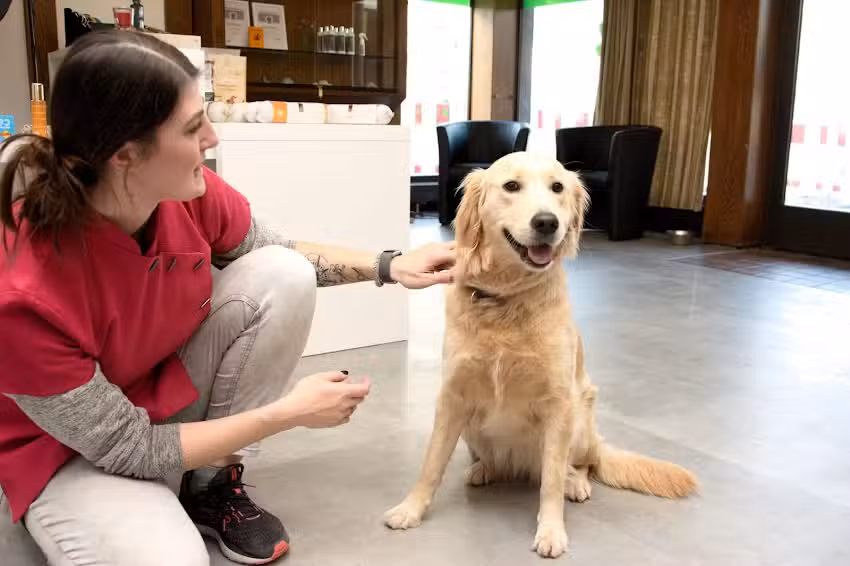 Hundesalon Pf&ouml;tchensch&ouml;n
