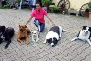 Hundesalon Pfoten Deluxe