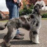 Hundesalon Picobello