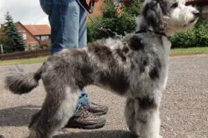 Hundesalon Picobello