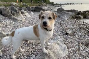 Hundesalon Sarah Krüll