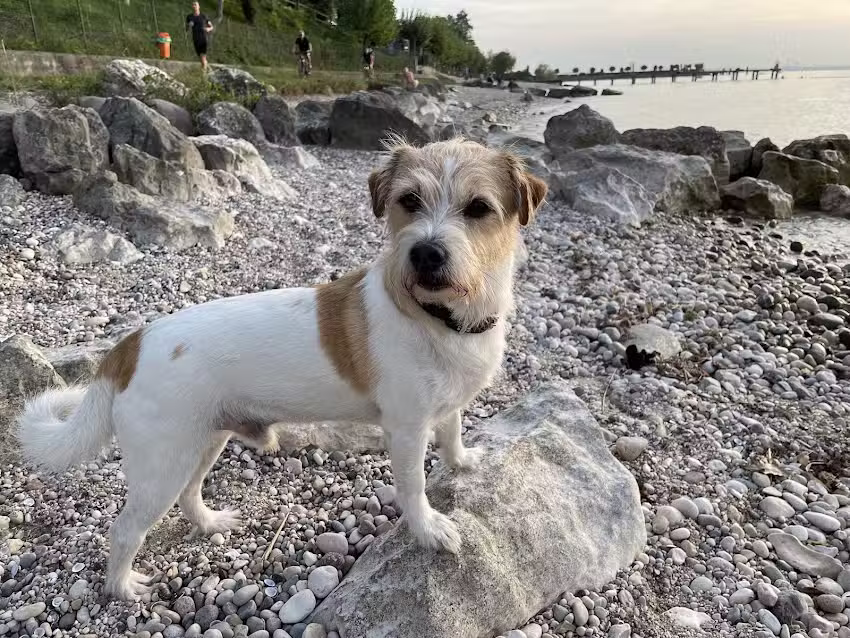 Hundesalon Sarah Kr&uuml;ll