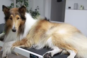 Hundesalon Schaumk&ouml;nig