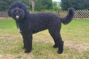Hundesalon-Schicki-Micki
