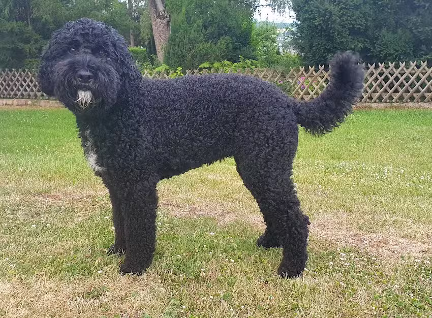 Hundesalon-Schicki-Micki