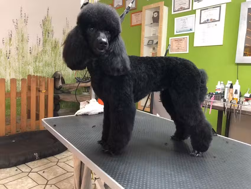 Hundesalon Siebert