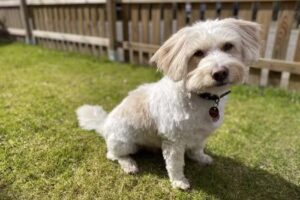 Hundesalon Sonja Sommer