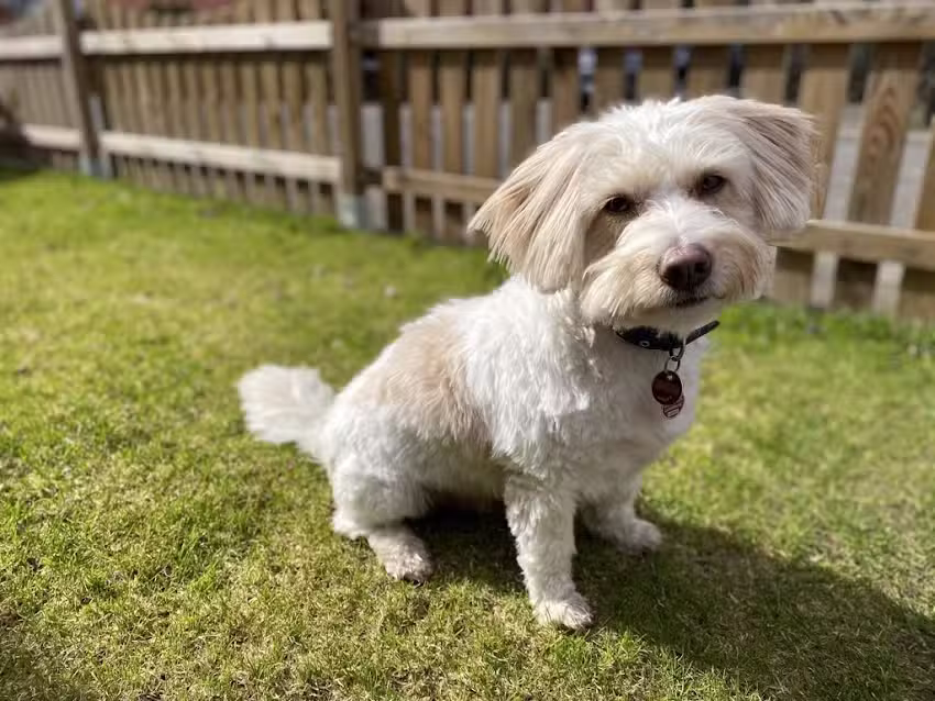 Hundesalon Sonja Sommer