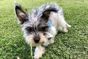 Hundesalon Strolchi & Co.