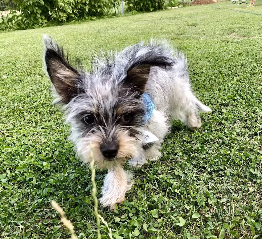 Hundesalon Strolchi & Co.